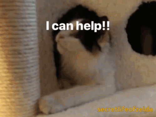 Secretlifeofzelda Cat GIF