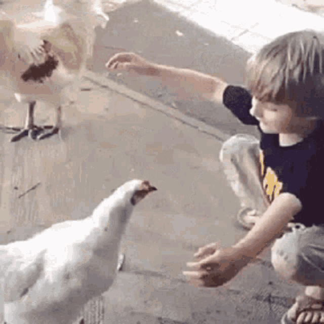 Shah Kk GIF
