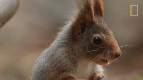Shake Wild Nordic GIF
