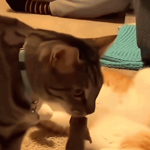 Shocked Cat Overshock GIF