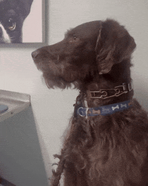 Shocked Dog Kai Is A Big Humper GIF