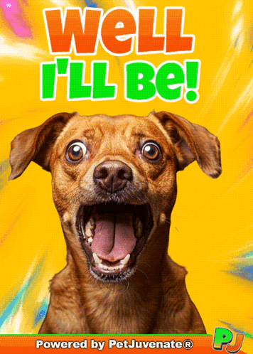 Shocked Face Dog Funny Gif Pj Pj Petjuvenate Well I'Ll Be Pj Pj Shocking Amazed Stunned GIF