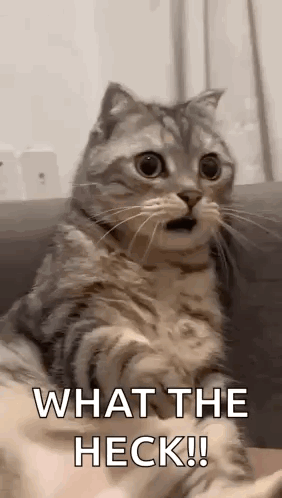 Shocked Surprised GIF