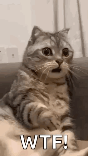 Shocked Surprised GIF