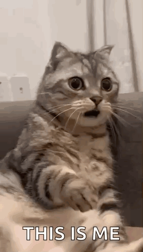 Shocked Surprised GIF