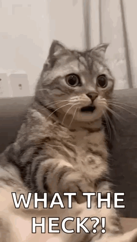 Shocked Surprised GIF