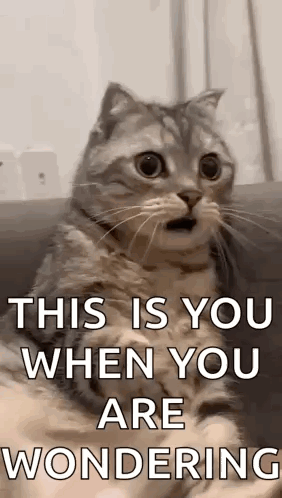 Shocked Surprised GIF