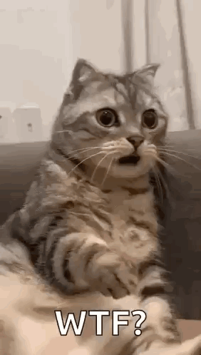 Shocked Surprised GIF