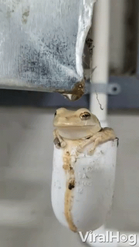 Shower Frog GIF