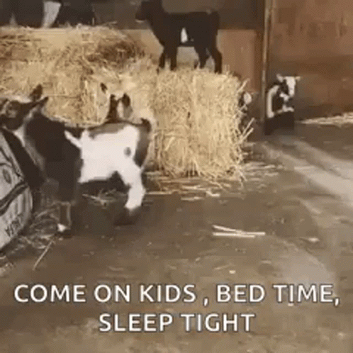 Shummer Goats GIF