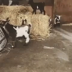 Shummer Goats GIF