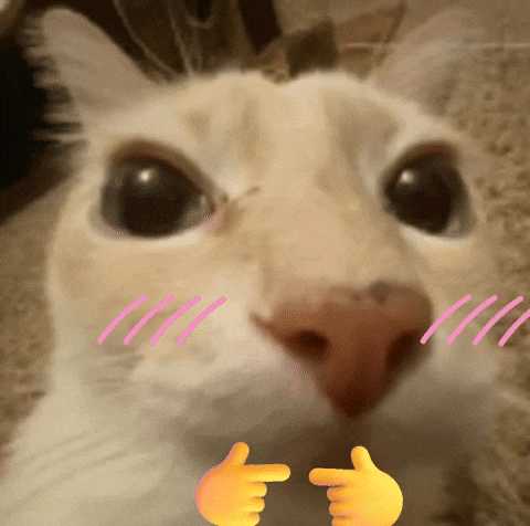Shy Cat GIF