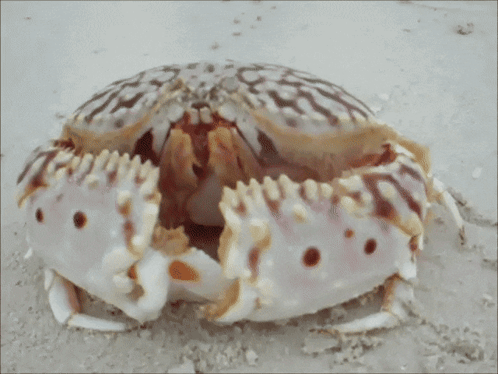 Shy Shame GIF
