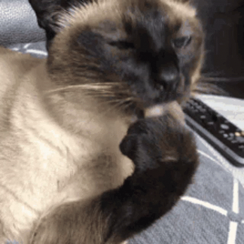 Siamese Cat Siamese GIF