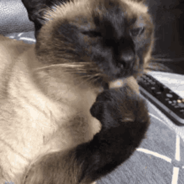 Siamese Cat Siamese GIF