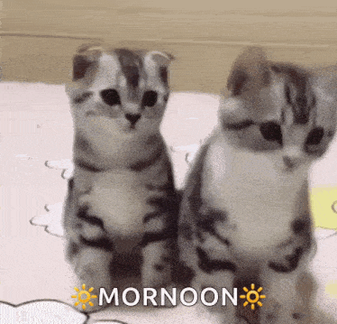 Sigma GIF