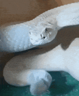 Sigma Snake GIF