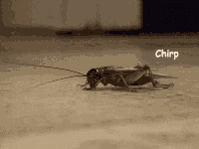 Silence Mute GIF
