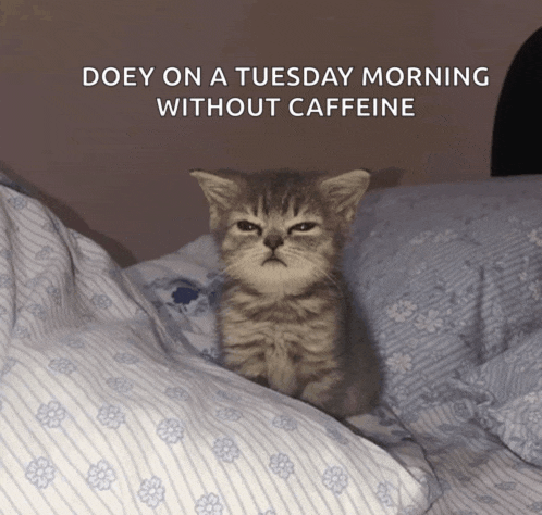 Silly Billy Cat Sleepy Meme