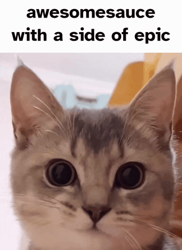 Silly Cats Cat Meme GIF