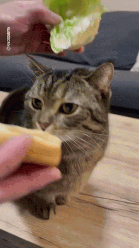 Silly Gato Kitty GIF