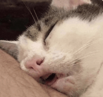 Sleep Meme