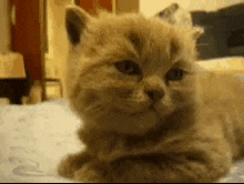Sleepy Cat GIF