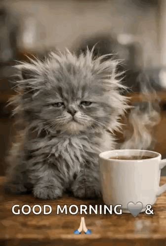 Sleepy Cat Morning Coffee GIF