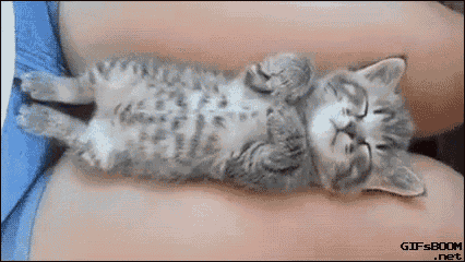Sleepy Kitty GIF