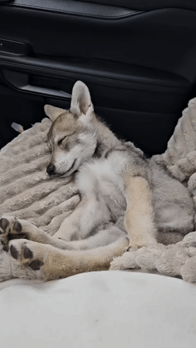 Sleepy Puppy GIF