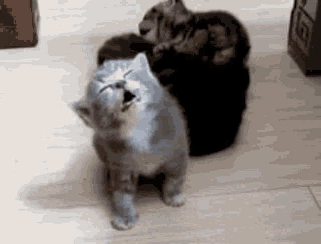 Sleepy Tired GIF