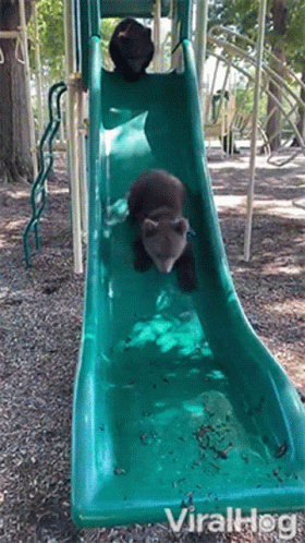 Sliding Down Viralhog GIF