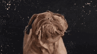 Slobber Slinging Shake Head GIF