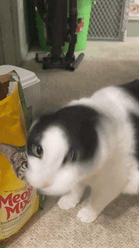 Smh Smh Cat GIF