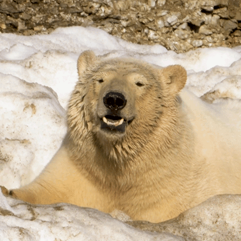Smiling Polar Bear GIF