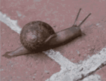 Snail GIF