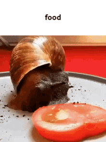 Snail GIF