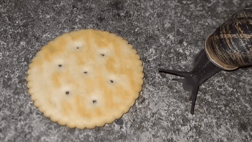 Snail Eating Cracker Ritz Salted Snail Yum GIF