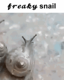 Snail Freaky GIF