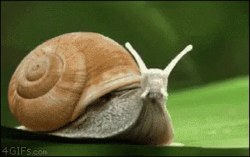 Snail Rocket GIF