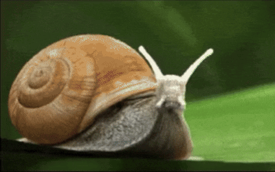 Snail Slow GIF