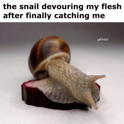 Snail GIF