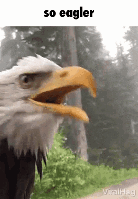 So Eagler Eagler GIF
