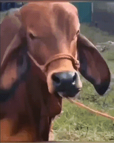 So Hungry I Could Eat A Cow GIF