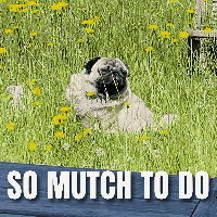 So Mutch To Do Busy Day GIF