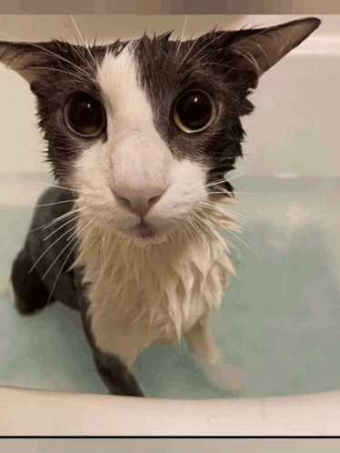 Sog Cat Soggy GIF