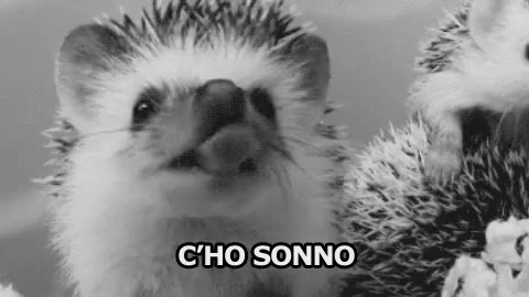 Sonno Sbadigliare Ho Sonno Sono Assonnato Voglio Dormire Crollo Porcospino GIF