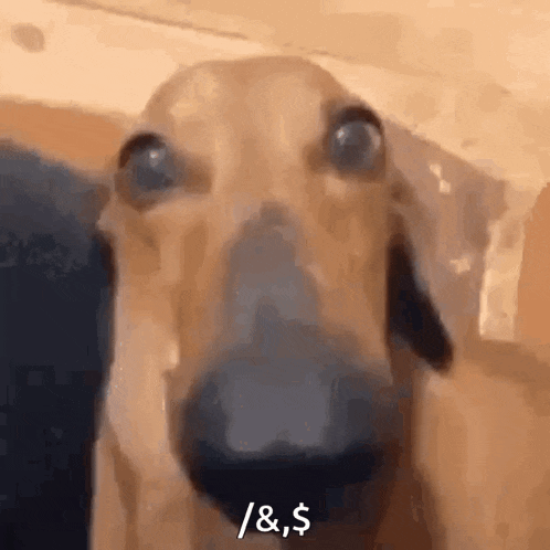 Sopevault Dog GIF