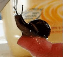 Soriamoriaa GIF