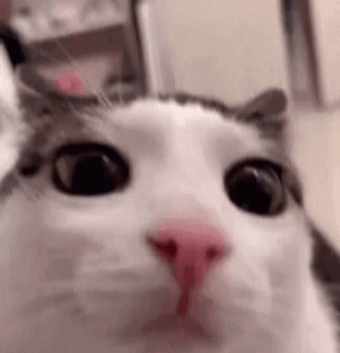 Sorry GIF